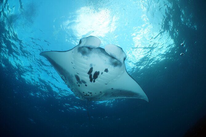 Scuba Diving Nusa Penida Manta Point 3 dives for certified divers - Equipment, motion, and what you should pack for this speedboat day