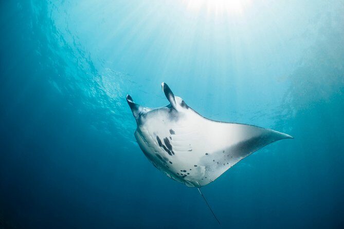 Scuba Diving Nusa Penida Manta Point 3 dives for certified divers - Price and value: is $233 fair for this manta-and-mola plan?