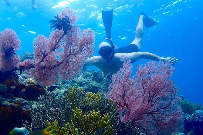 Snorkeling in Menjangan Island with Pickup and Lunch - Key Highlights at Menjangan Island Snorkeling
