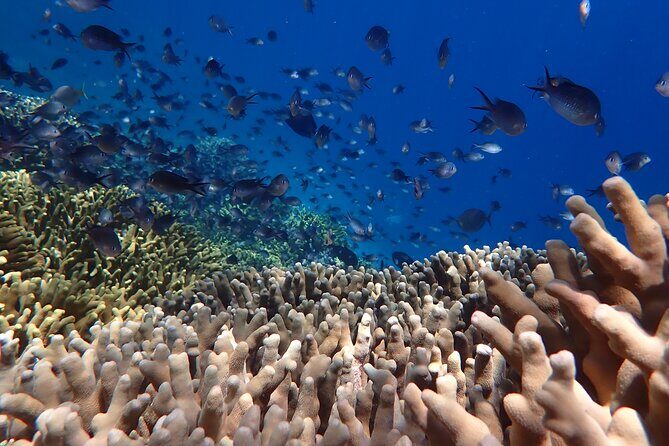 Snorkeling in Menjangan Island with Pickup and Lunch - Getting to Menjangan: The Shared Boat Ride from Banyuwedang Harbour