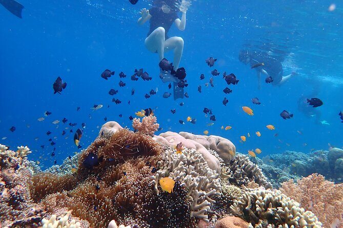 Snorkeling in Menjangan Island with Pickup and Lunch - First Snorkeling Session: 45–60 Minutes of Sea Life Focus