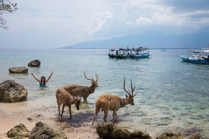 Snorkeling in Menjangan Island with Pickup and Lunch - Beach Break and Wild Deer Spotting (Yes, It’s Part of the Plan)