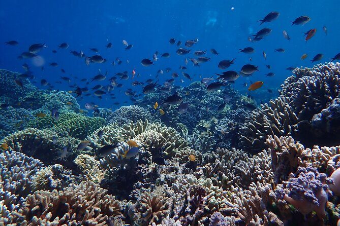Snorkeling in Menjangan Island with Pickup and Lunch - Second Snorkeling Session: Another Shot at Turtles and Reef Life