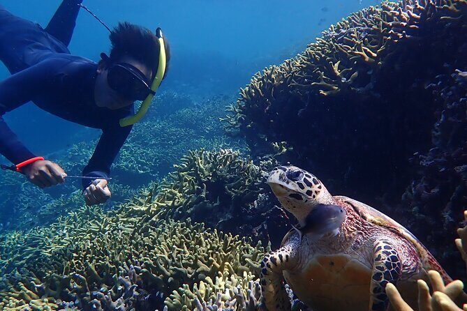Snorkeling in Menjangan Island with Pickup and Lunch - Lunch Options: Why the Food Part Is Actually Worth Paying Attention To