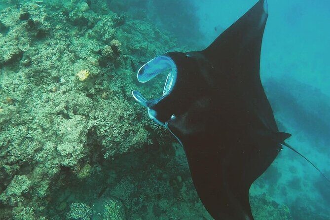 Snorkeling In Nusa Penida And Uluwatu Sunset Tours - Uluwatu Temple and Kecak and Fire Dance Near the Cliff