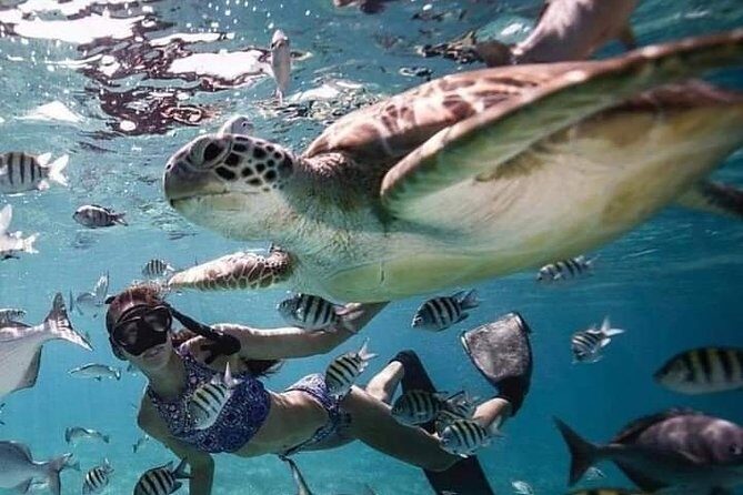 Snorkeling Tour In Gili Trawangan, Gili Meno And Gili Air Pick Up From Bali - Stop 1: Gili Trawangan Turtle Spot (Your First Splash)