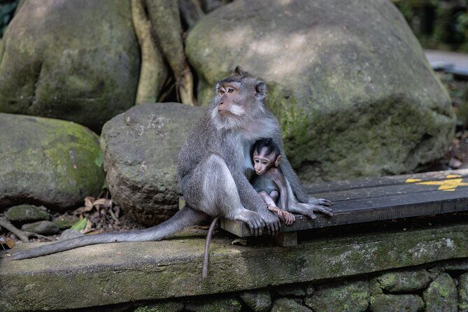 The Three Temples of Bali Half Day Private Tour - Value and price: what $75 per person actually buys you