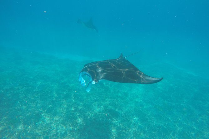 Try Diving in Manta Point - Nusa Penida - Key Things That Make This Try-Scuba Day Worth Your Time