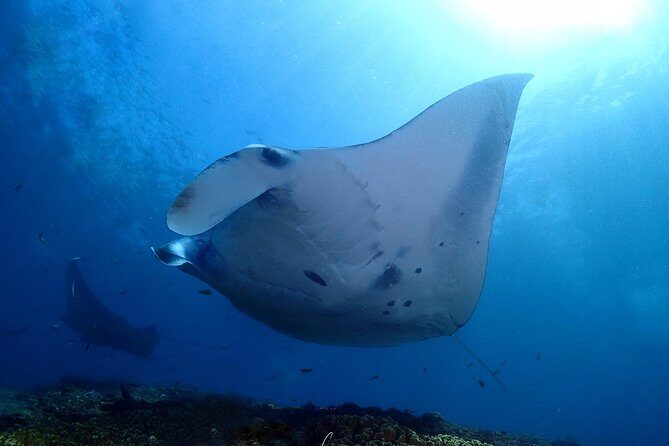 Try Diving in Manta Point - Nusa Penida - The Private Instructor Model: Why “Per Person” Changes Everything
