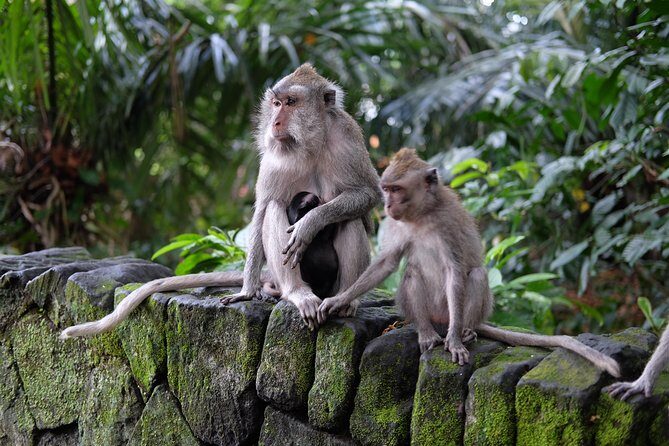 Ubud Experience ; Swing, Waterfalls, Art Market, Rice Terrace - Price and What You Really Get for About $41.67