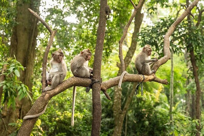 Ubud Monkey Forest - Rice Terrace - Jungle Swing - Water Temple - The big idea: why this Ubud-area day trip works
