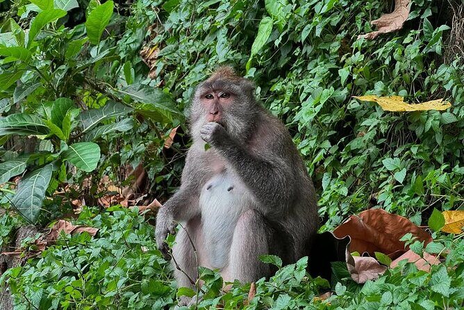 Ubud Monkey Forest - Rice Terrace - Jungle Swing - Water Temple - Sacred Monkey Forest Sanctuary: seeing monkeys in their real habitat