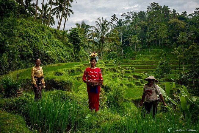 Ubud Monkey Forest - Rice Terrace - Jungle Swing - Water Temple - Tegalalang rice terraces: the views are great, but it’s the working system