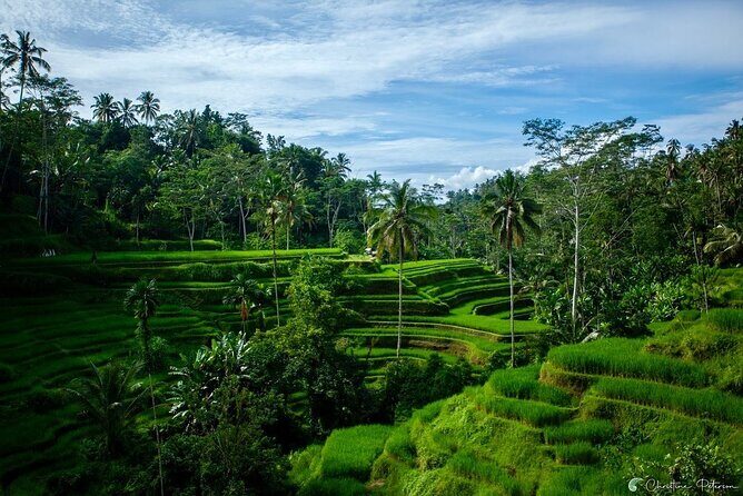 Ubud Monkey Forest - Rice Terrace - Jungle Swing - Water Temple - Jungle swing over the rice terraces: fun, but treat it like an activity with rules