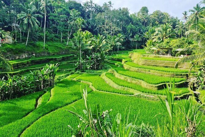 Ubud Monkey Forest - Rice Terrace - Jungle Swing - Water Temple - Tegenungan Waterfall: where you can pose, then actually swim