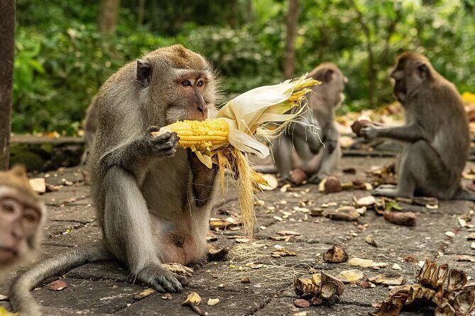 Ubud Monkey Forest - Rice Terrace - Jungle Swing - Water Temple - Pickup and getting from Kuta without losing your whole day