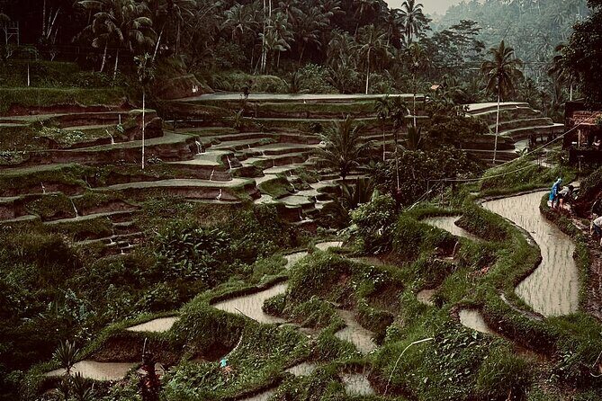 Ubud Top Tours to Discover Bali’s Cultural and Natural Wonders - Price and what you actually get for $64