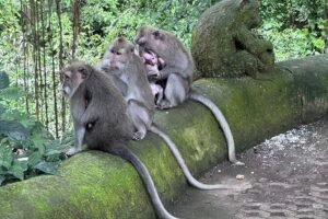 Ubud Top Tours to Discover Bali’s Cultural and Natural Wonders - Your day’s route: 5 stops that cover Ubud’s main themes
