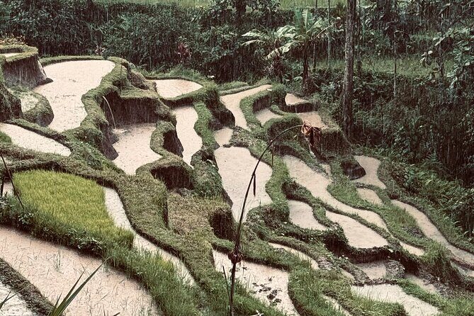 Ubud Top Tours to Discover Bali’s Cultural and Natural Wonders - The guide/driver difference you should look for