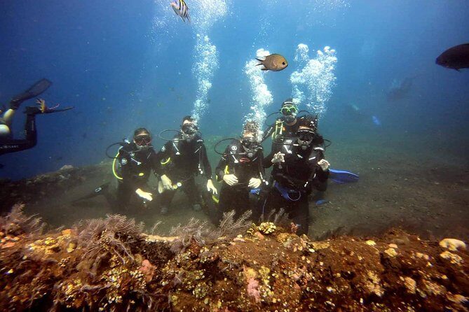 USS Liberty Shipwreck Scuba Diving at Tulamben Bali - Marine Life Checklist: What You Can Actually Hope to See
