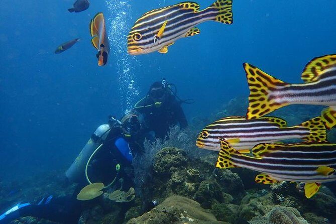 USS Liberty Shipwreck Scuba Diving at Tulamben Bali - Who Should Book This USS Liberty Wreck Trip
